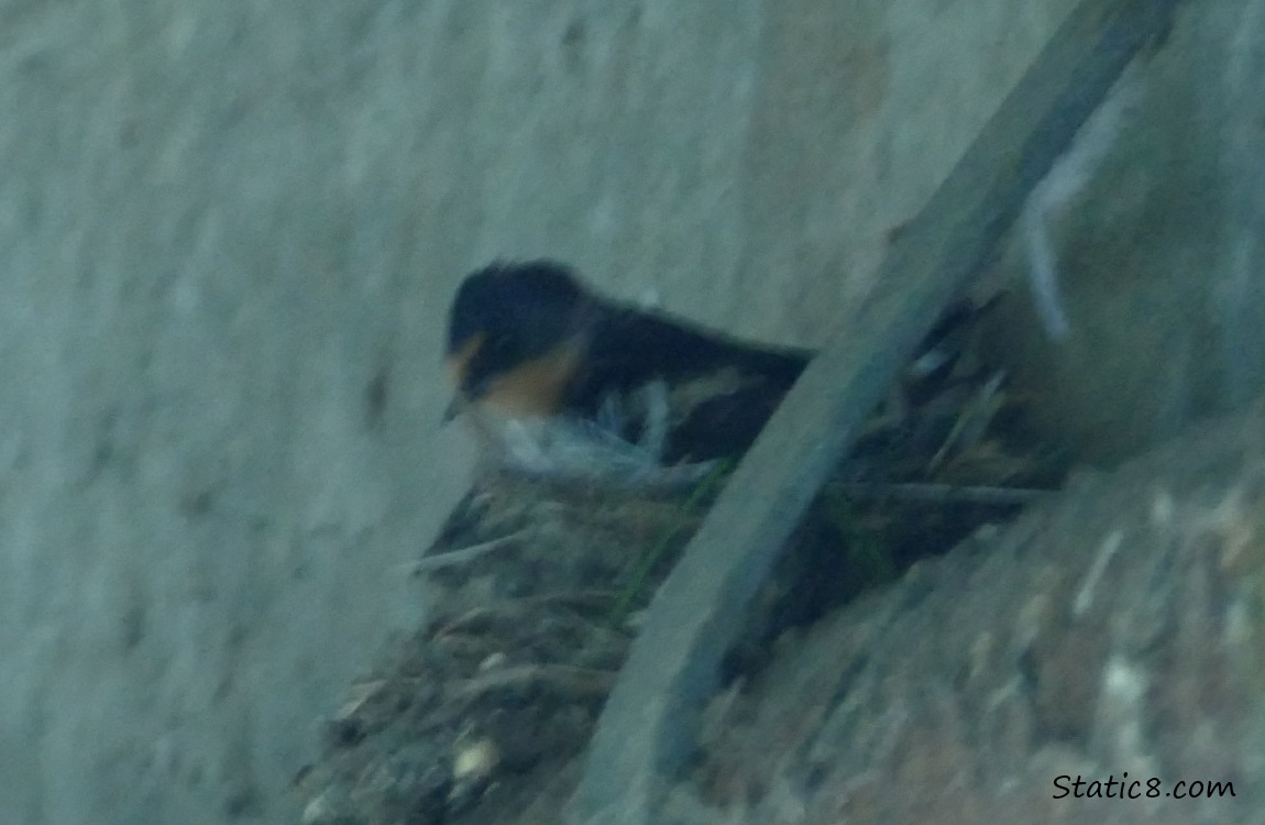 Barn Swallow sitting in a nest