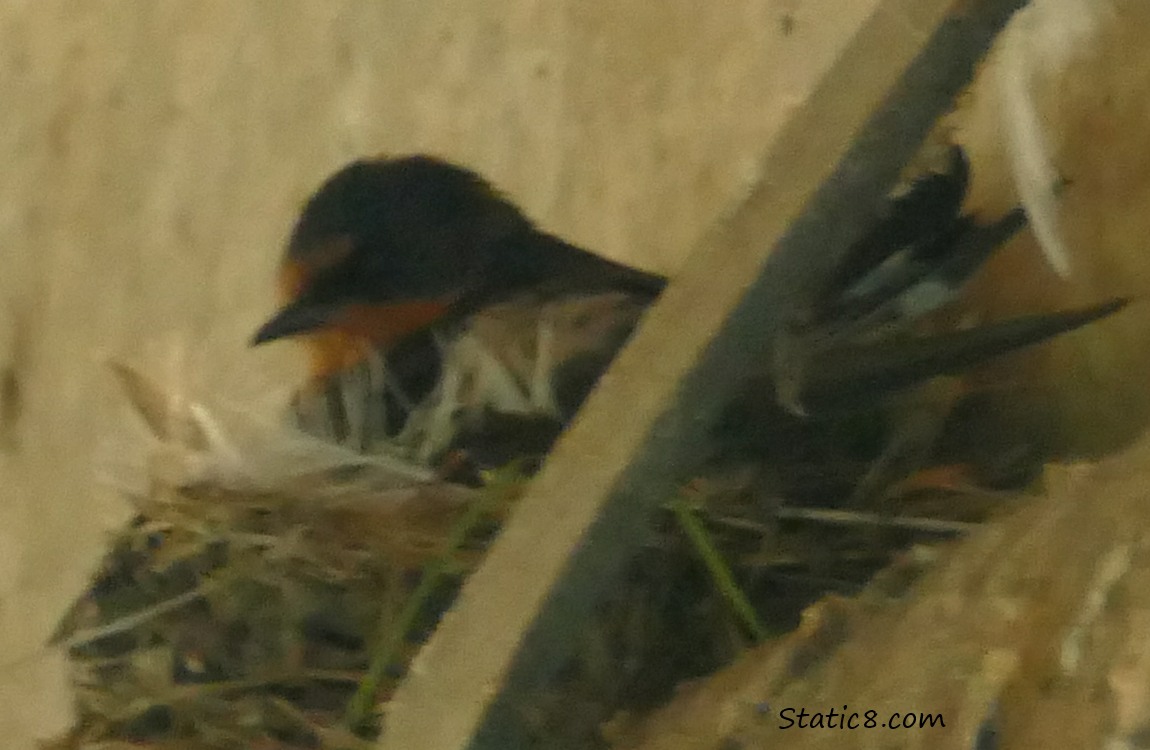 Barn Swallow sitting in a nest