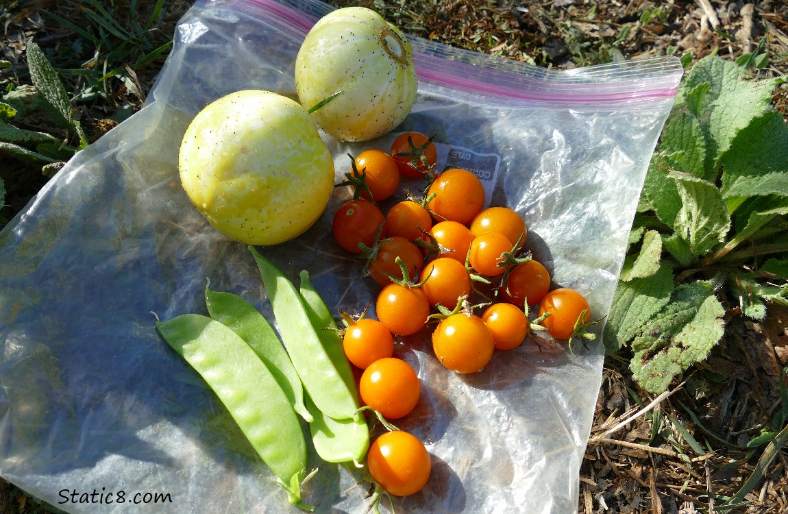 Harvested veggies