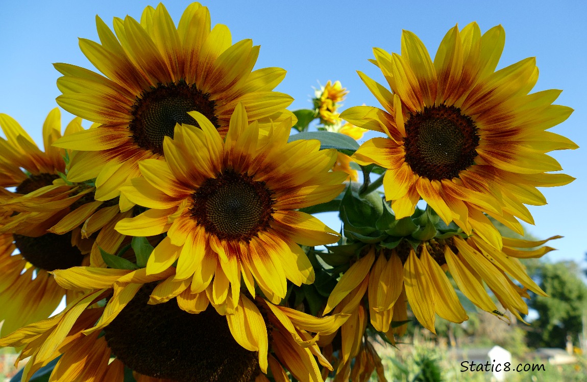 Sunflowers