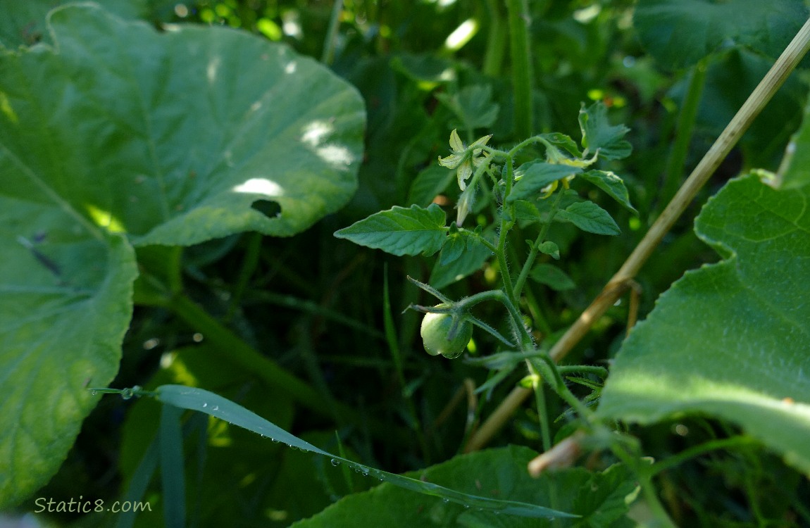 Tomato blooms and a green fruit, surrounded by squash leaves