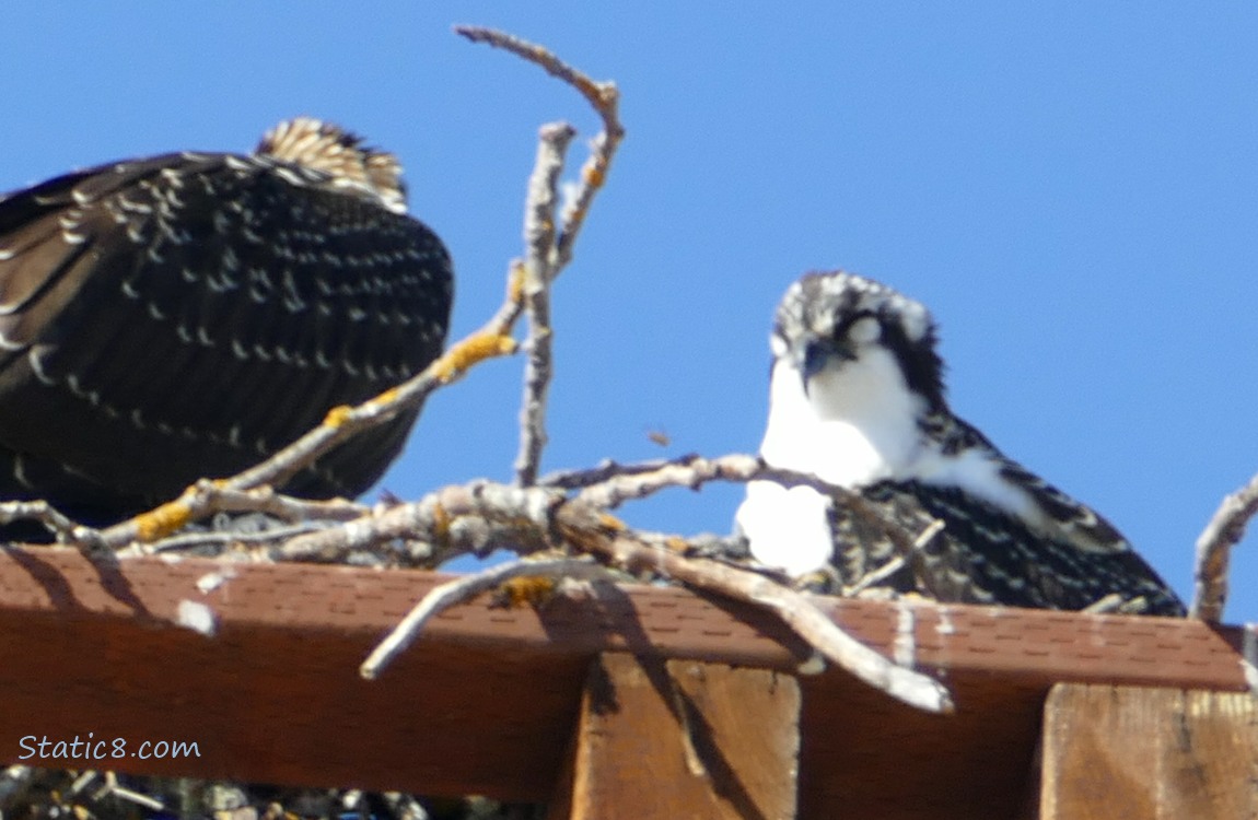 Two Osprey fledglings, standing in a plotform nest with their eyes closed