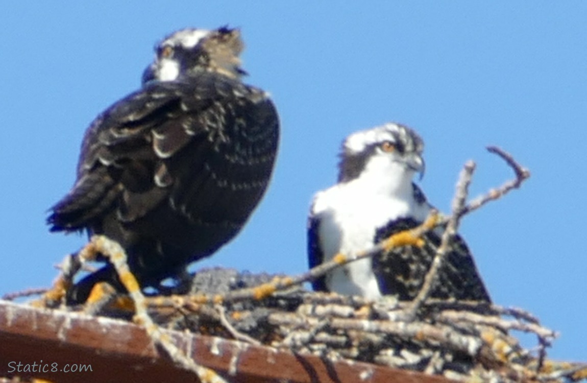 Two Osprey fledglings standing in a platform next