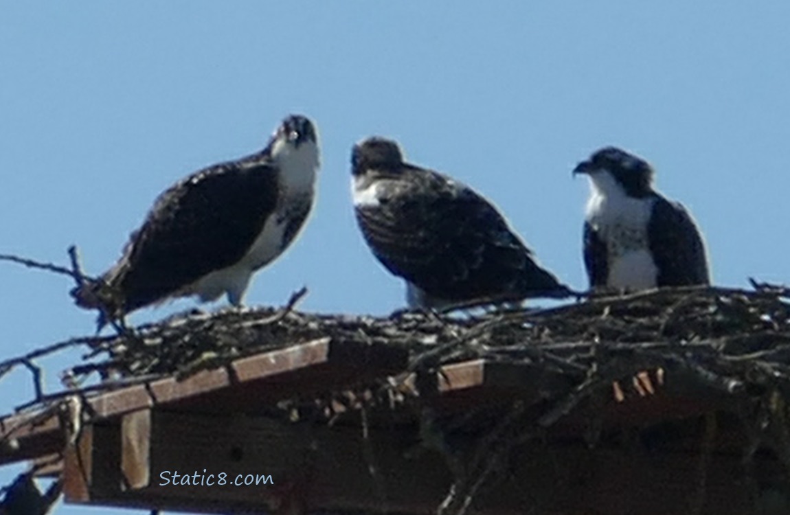 Three Ospreys standing in a platform nest