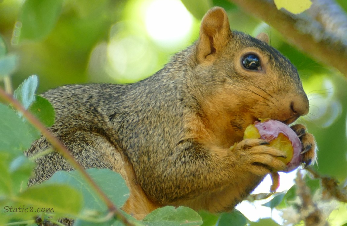 Squirrel in a tree, holding a half eaten plum