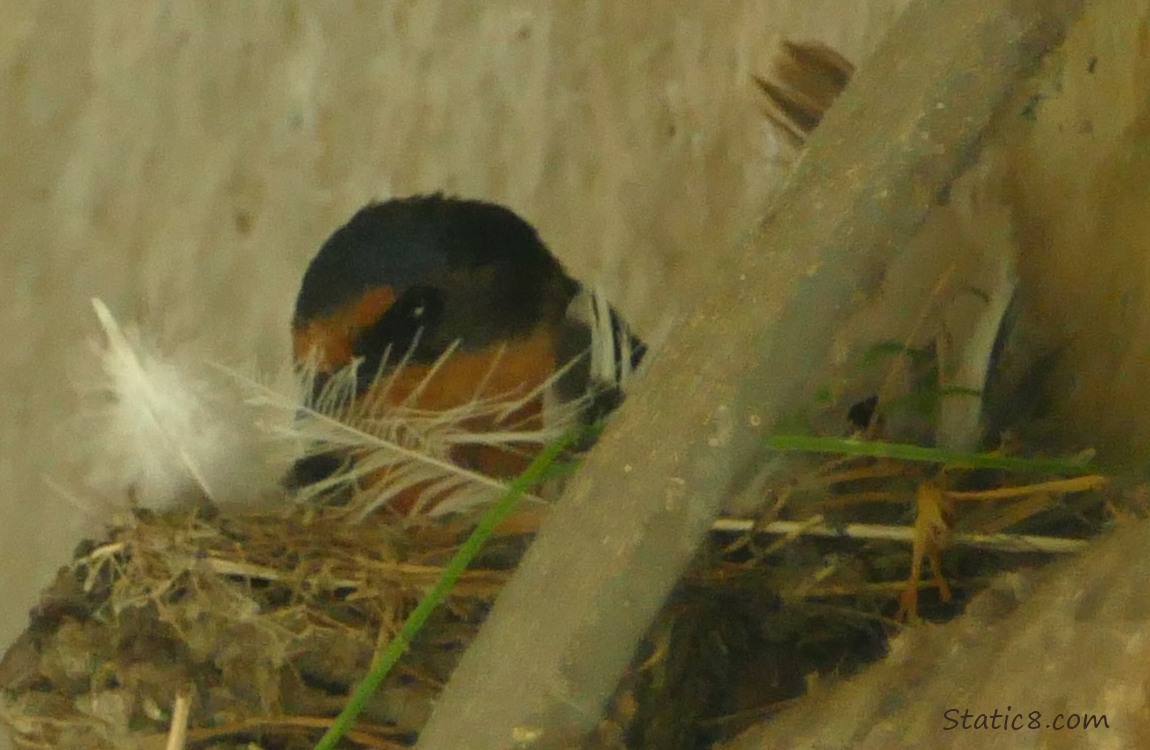 Barn Swallow sitting in a nest