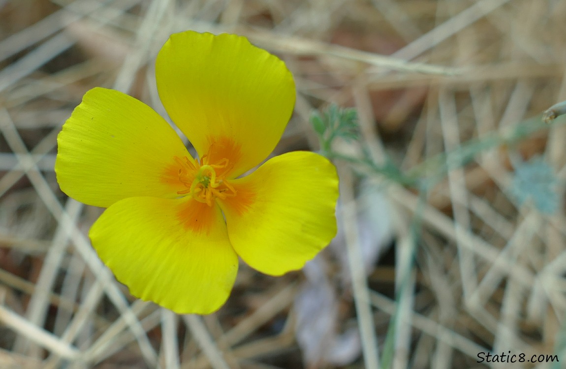 California Poppy