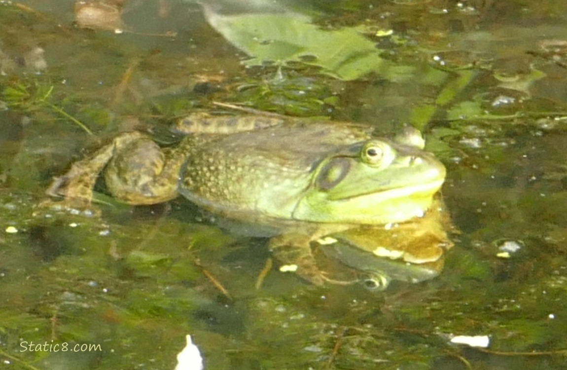 Bull Frog floating in water