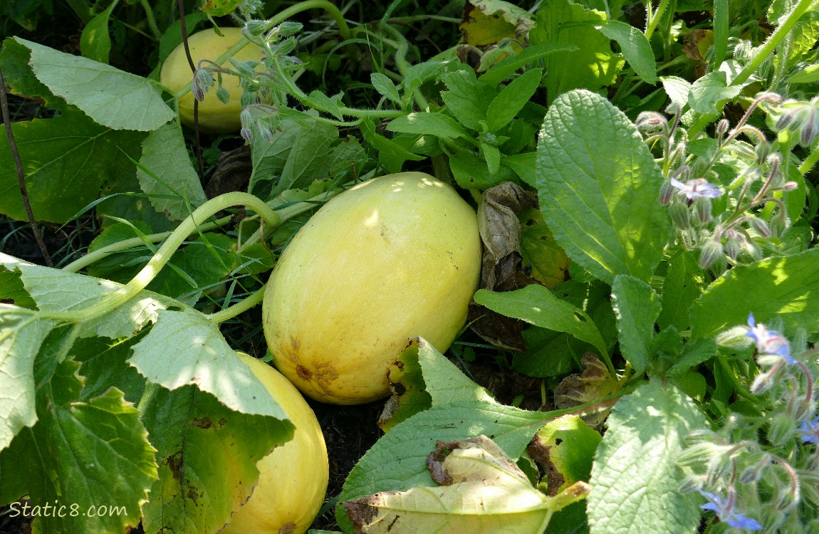 Three Spaghetti Squashes on the vine