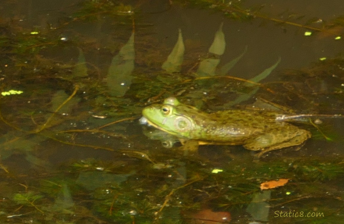 Bull Frog floating in the water