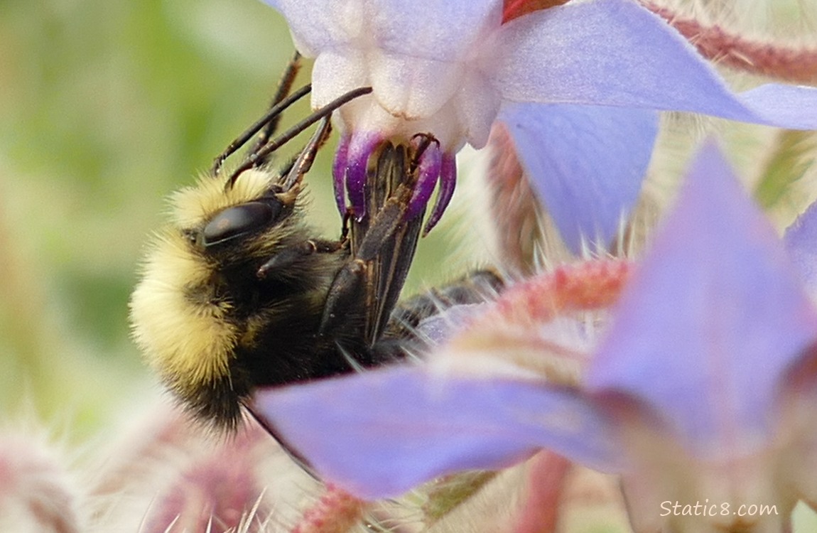 Happy Bumblebee hanging from a Borage bloom