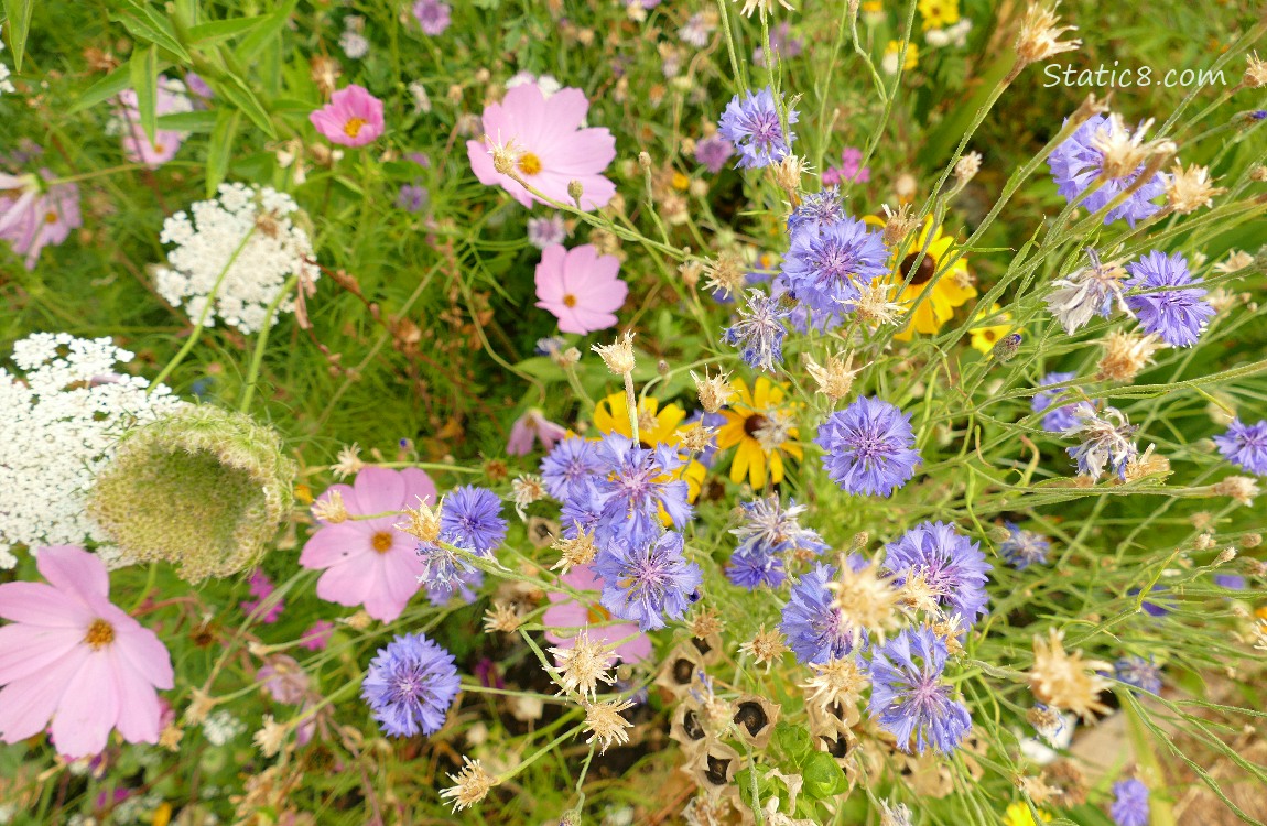 flower bed