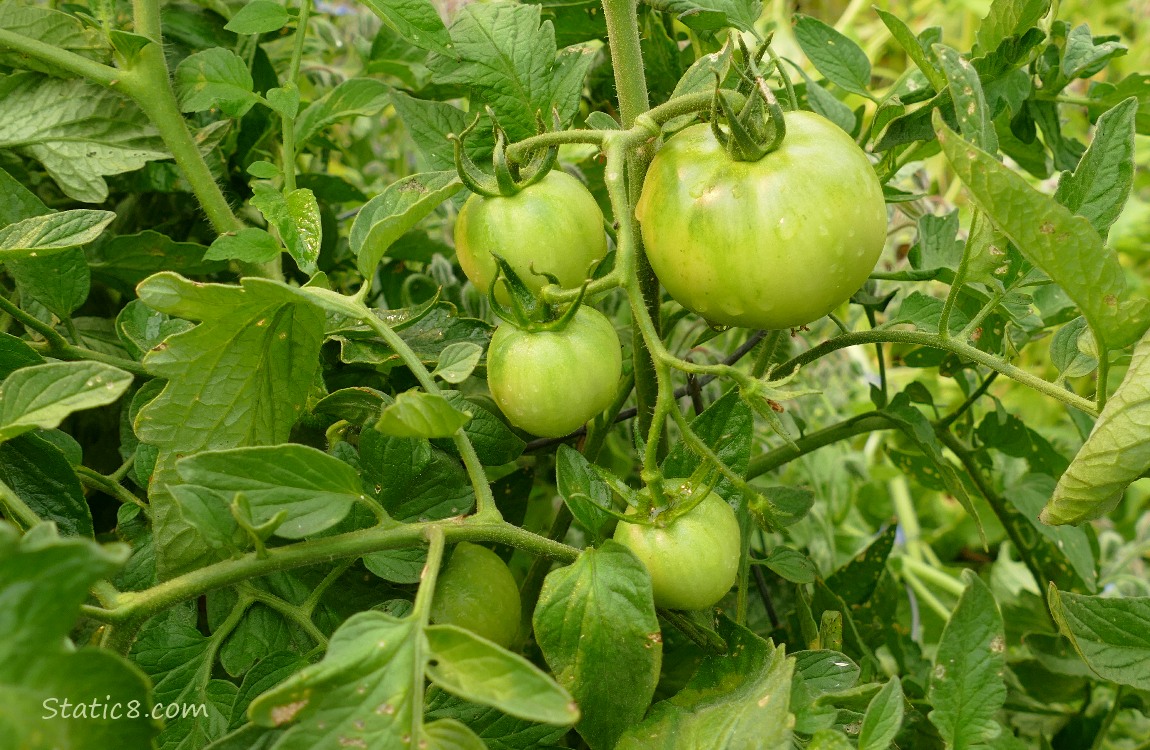 Green tomatoes on the vine