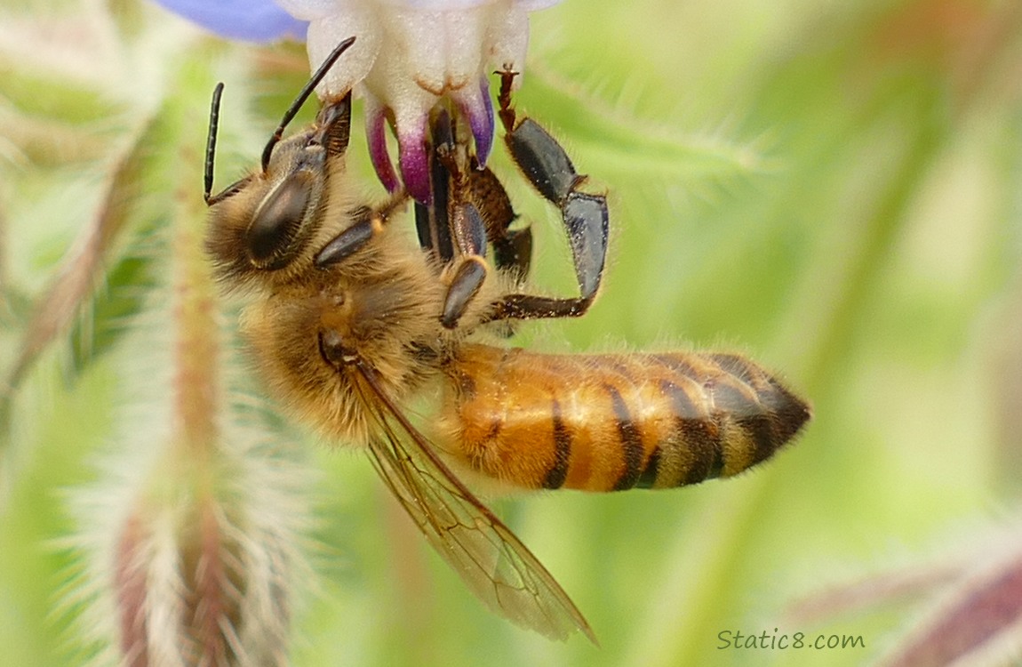 Happy European Honey Bee hanging from a Borage bloom