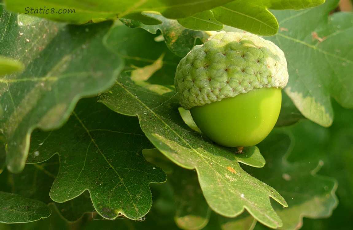 a new acorn hanging among white oak leaves