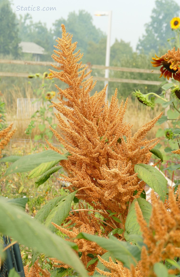 Amaranth stalk