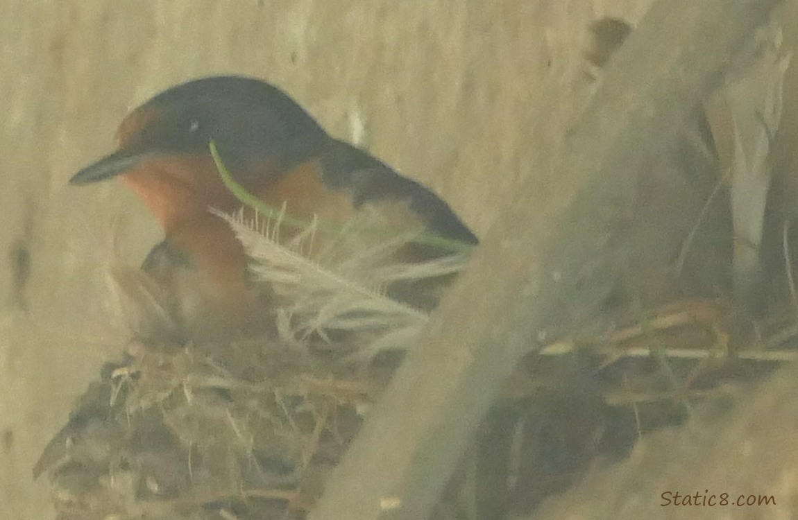 Barn Swallow sitting in the nest