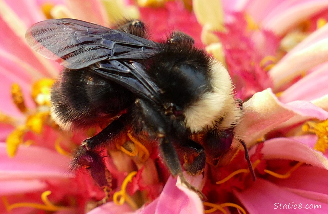 Bumblebee in a pink zinnia