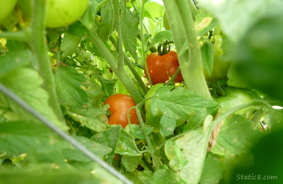 Red tomatoes on the vine