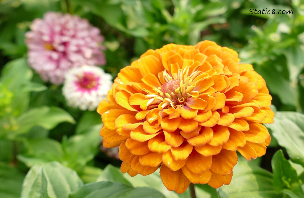 Orange Zennia bloom with pink Zennia in the background