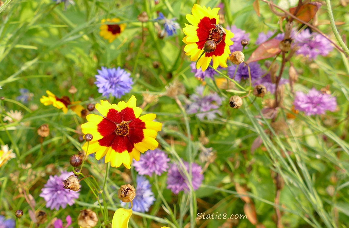 Plains Coreopsis and Bachelor Buttons