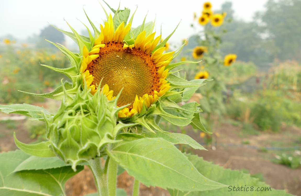 Sunflower just starting to open