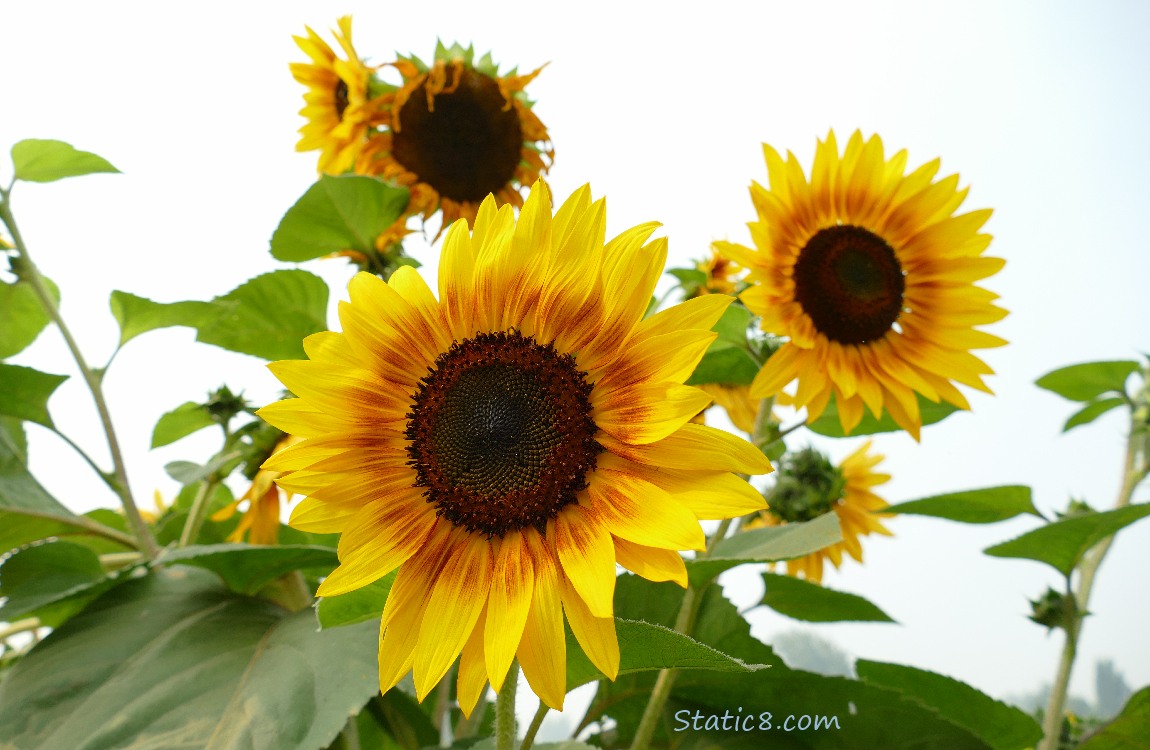 Sunflowers