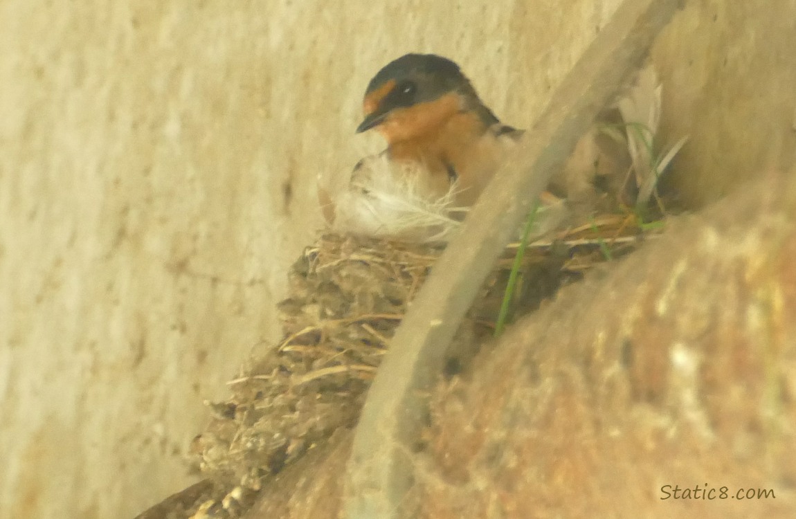 Barn Swallow nesting