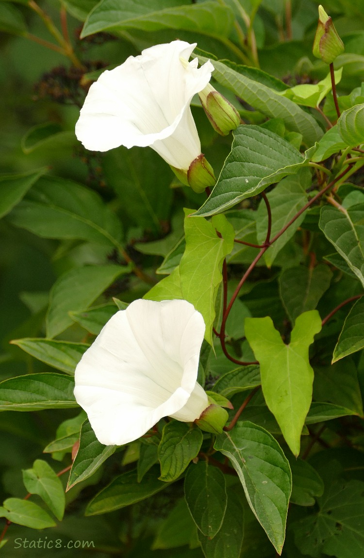 White Bindweed Blooms