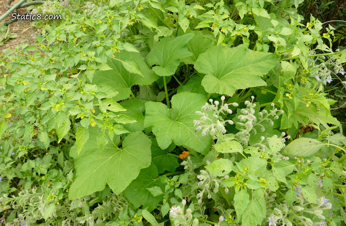 Squash plant surrounded by Tomatillo plants