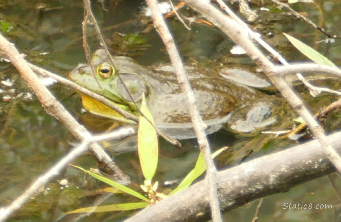 Bull Frog floating in the water surrounded by sticks