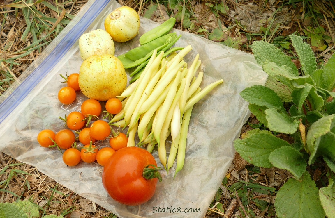 harvest