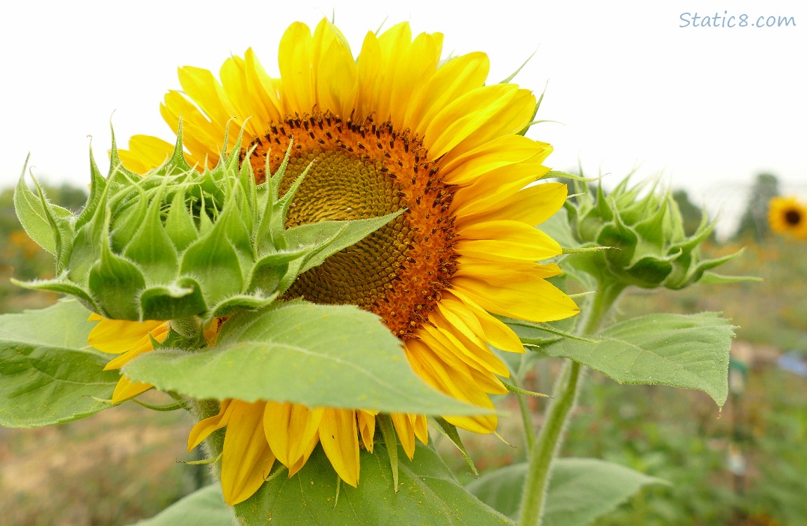 Sunflower bloom