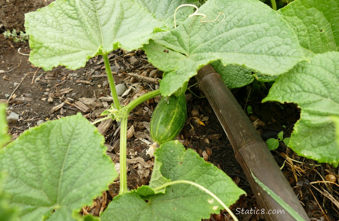 Cucumber growing on the vine