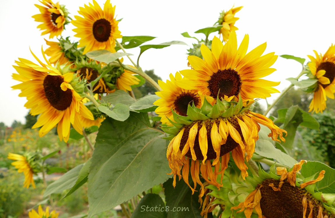 Sunflowers