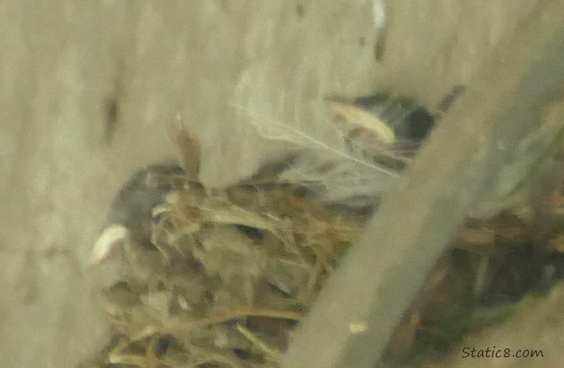 Two blurry Barn Swallow nestlings in the nest