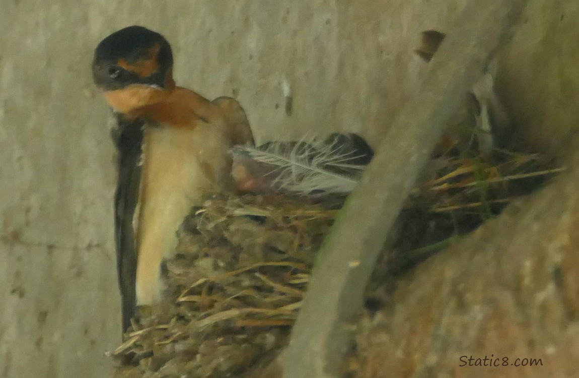 Barn Swallow parent at the nest