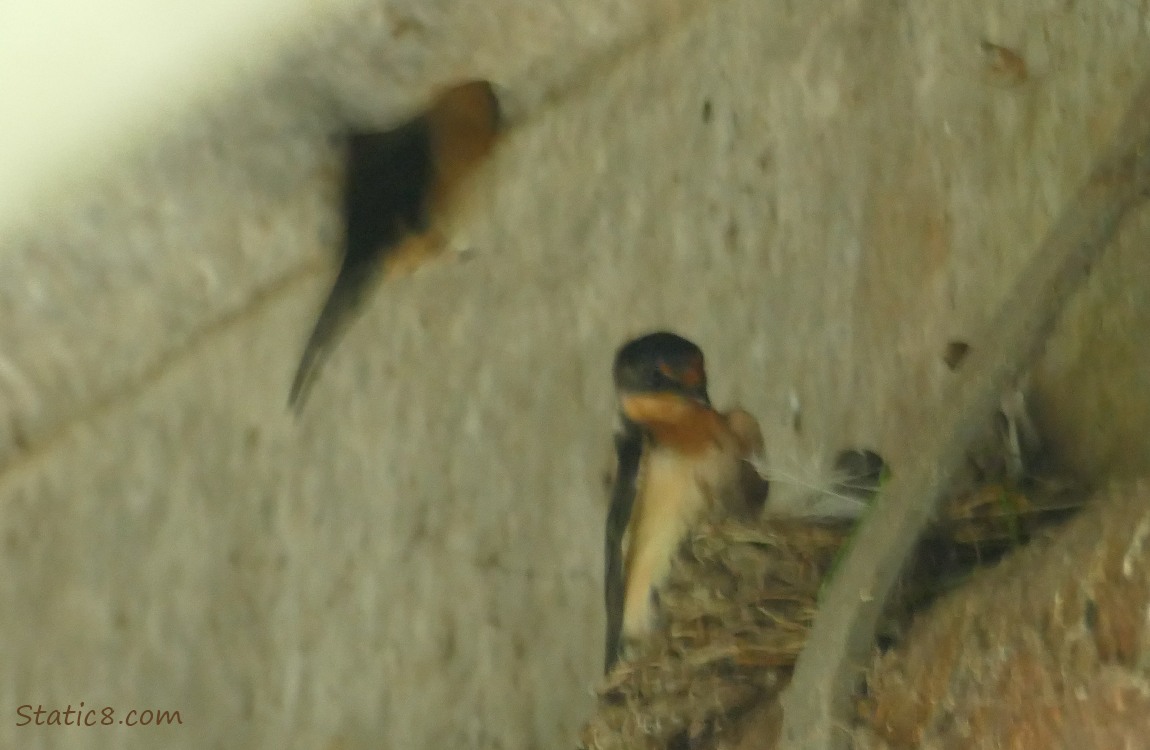 One Barn Swallow parent at the nest, the other flying in, in a blur