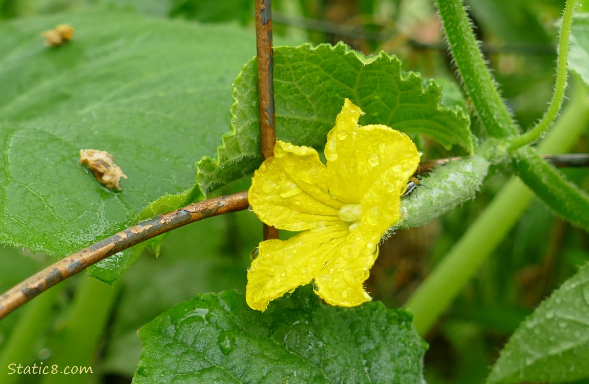 Cucumber blossom with a Striped Cucumber Beetle