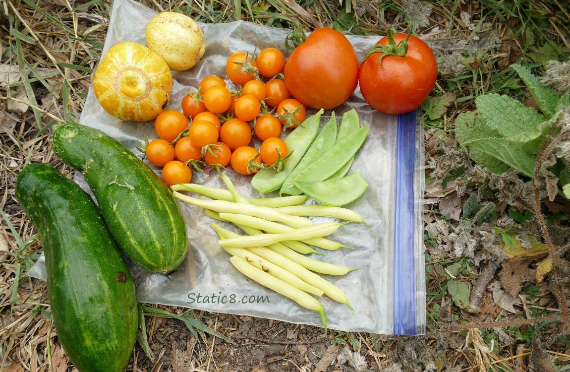 harvest