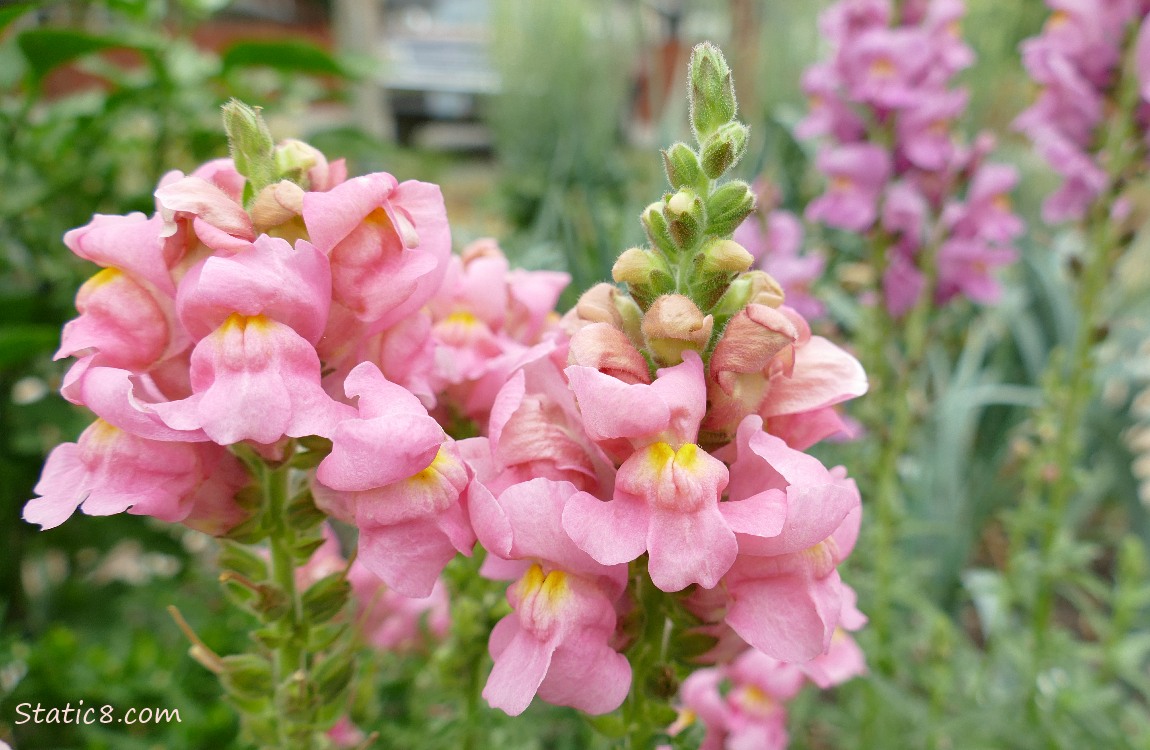 Pink Snap Dragons