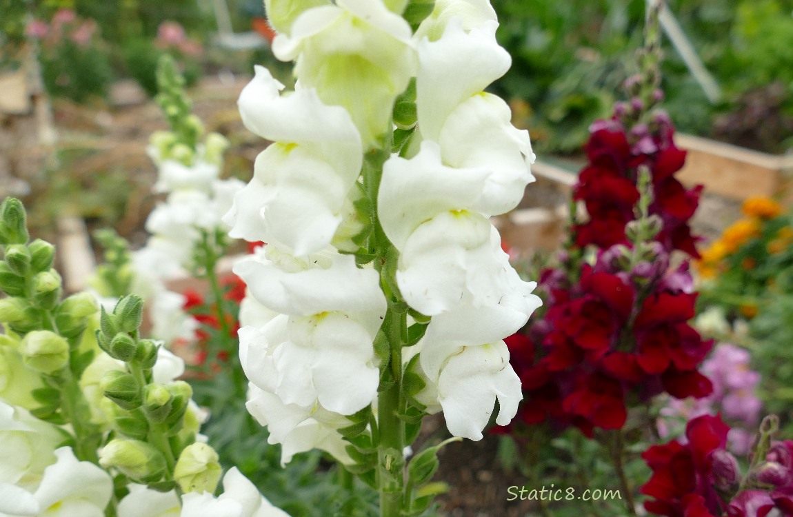 White Snap Dragons