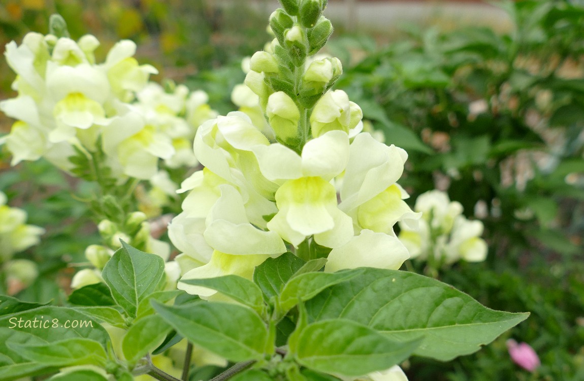 Yellow Snap Dragons