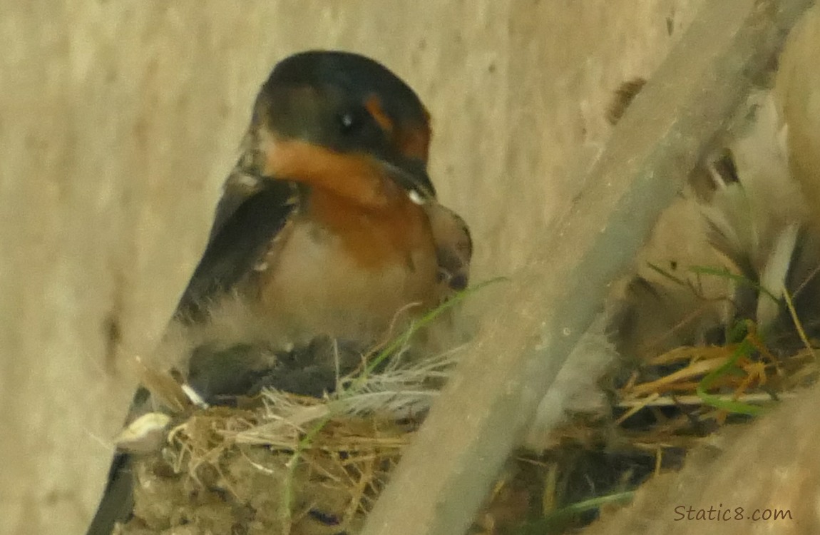 Barn Swallow parent looking down into the nest