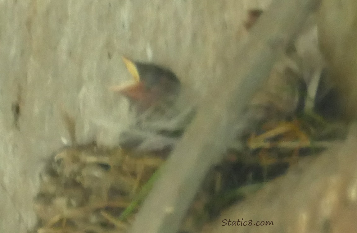 Barn Swallow baby in the nest