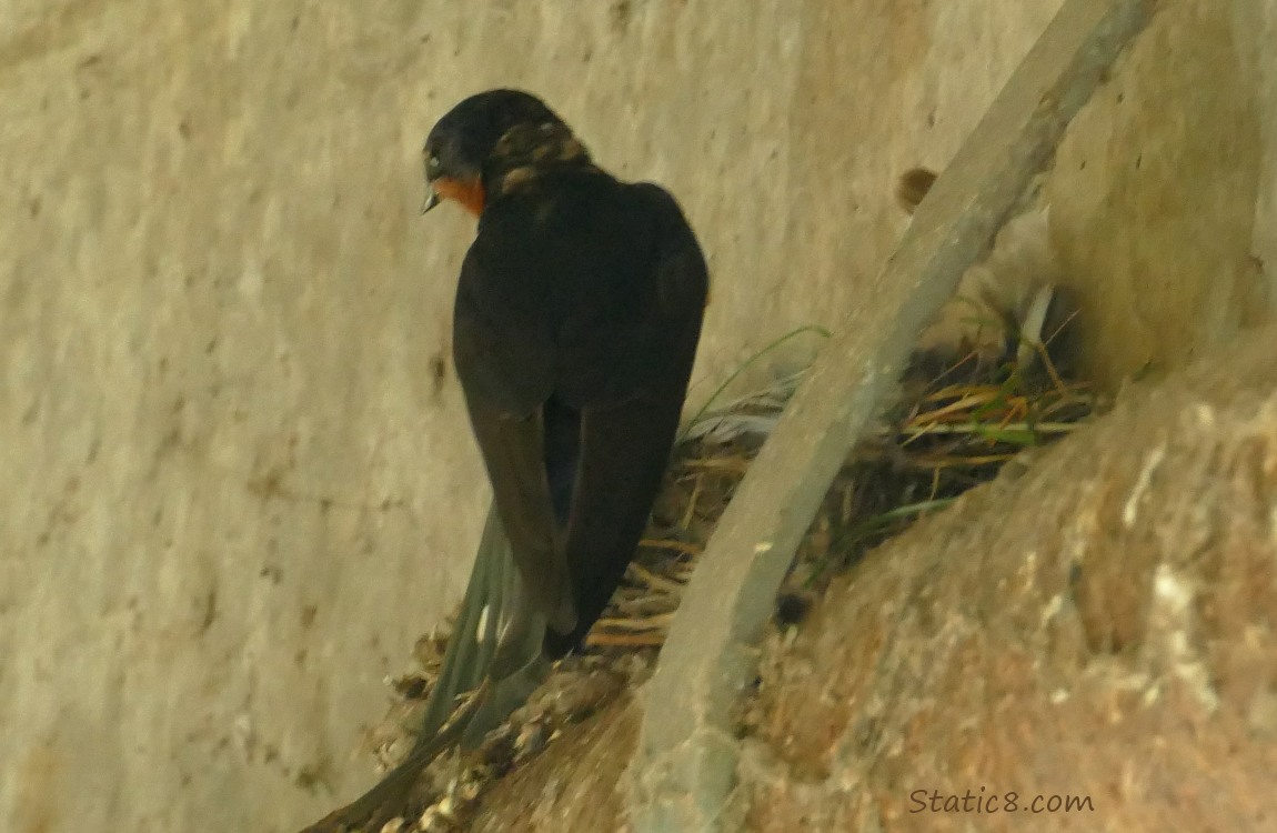 Barn Swallow parent at the nest