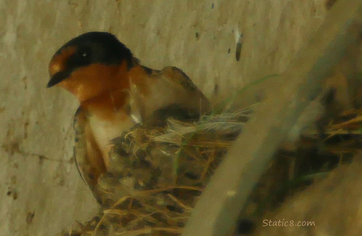 Barn Swallow parent at the nest