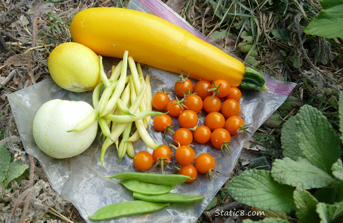 harvest