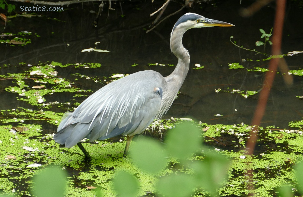 Great Blue Heron walking in water