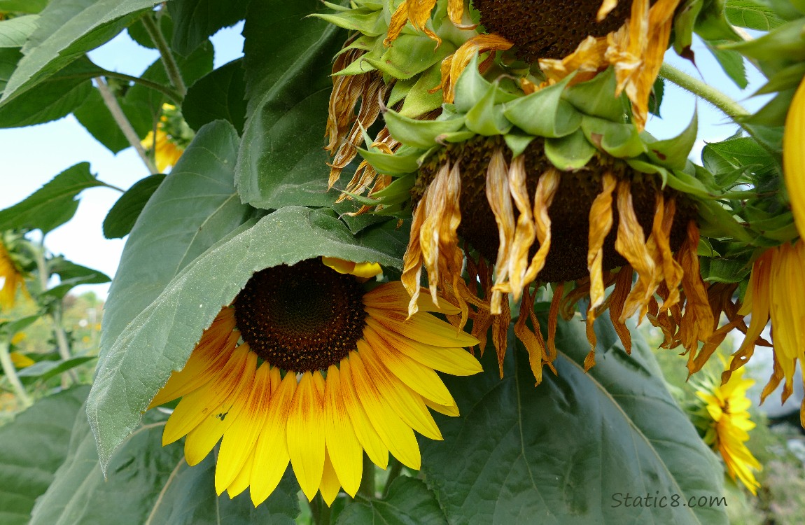 Sunflower bloom under a leaf